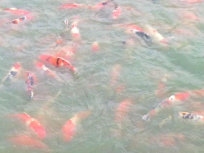 供應(yīng)各類大小品種的金魚  錦鯉  紅草