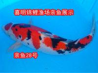 供應(yīng)春季錦鯉水花魚苗日本錦鯉水花錦鯉小苗