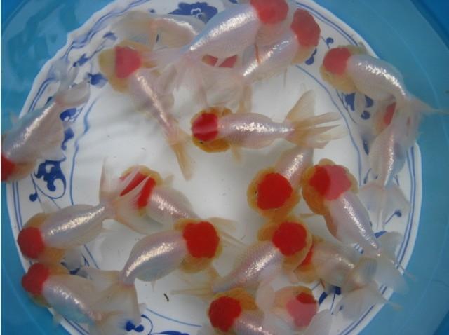 鎮(zhèn)平金魚圖片/鎮(zhèn)平金魚樣板圖 (4)