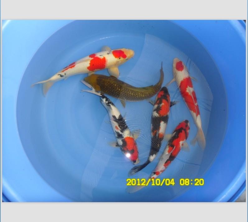 供應(yīng)批發(fā)淡水觀賞魚錦鯉