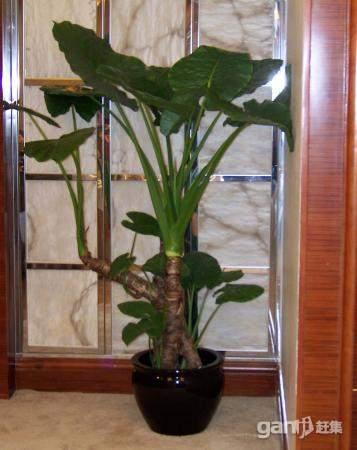 供應(yīng)北京發(fā)財(cái)樹(shù)銷售