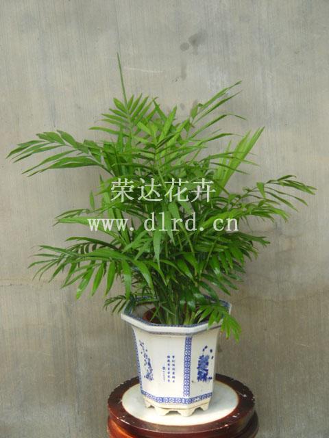 北京朝陽區(qū)圖片/北京朝陽區(qū)樣板圖 (3)