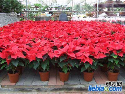 供應(yīng)北京會(huì)議租擺綠植
