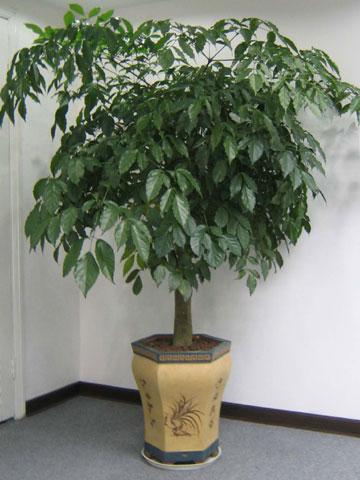 供應(yīng)北京綠植巴西木銷售