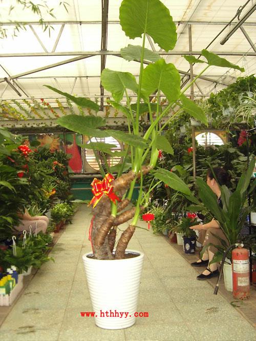 供應(yīng)北京發(fā)財(cái)樹(shù)銷售