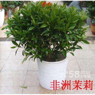 供應(yīng)北京綠植巴西木銷售