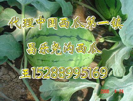 供應(yīng)西瓜基地西瓜*購銷山東西瓜