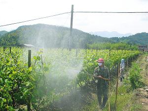 供應(yīng)安丘大蔥種植加工基地