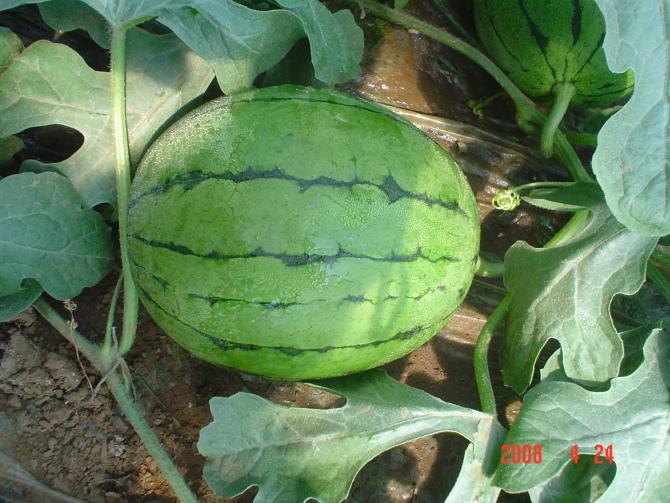 供應(yīng)昌樂西瓜安丘西瓜濰坊西瓜青州西瓜