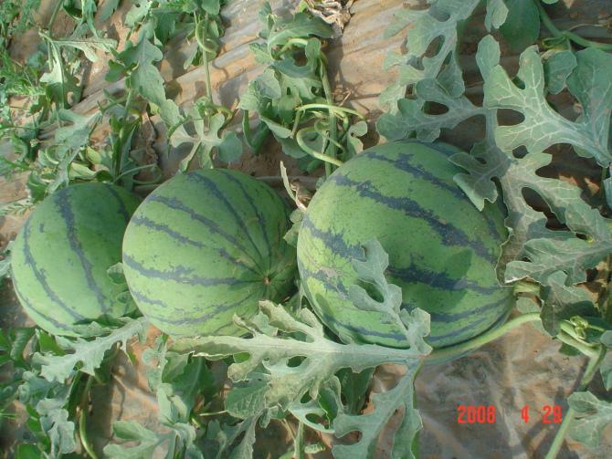 供應(yīng)西瓜基地西瓜*購銷山東西瓜