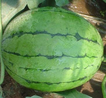 供應(yīng)昌樂(lè)堯溝京欣西瓜大量上市價(jià)格便宜