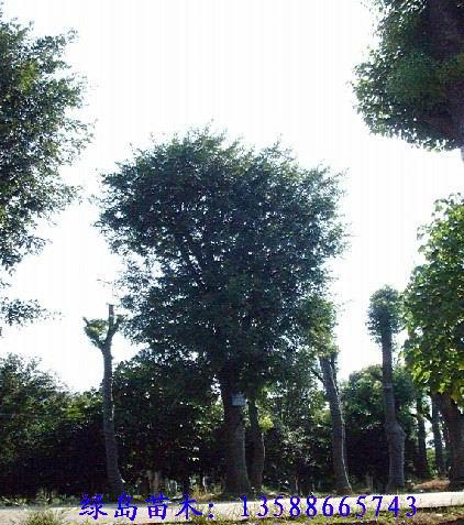 供應(yīng)花梨木