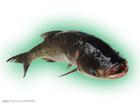 供應(yīng)用于家魚養(yǎng)殖的四大家魚苗價(jià)格批發(fā)大頭草魚鯪魚苗