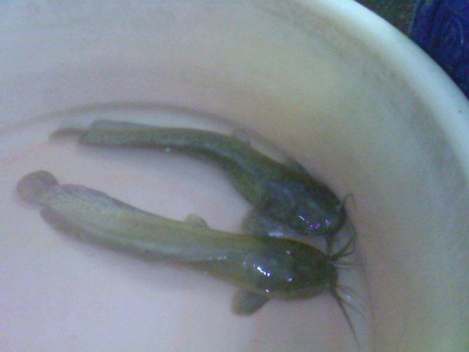 供應(yīng)江門市本地塘虱魚苗
