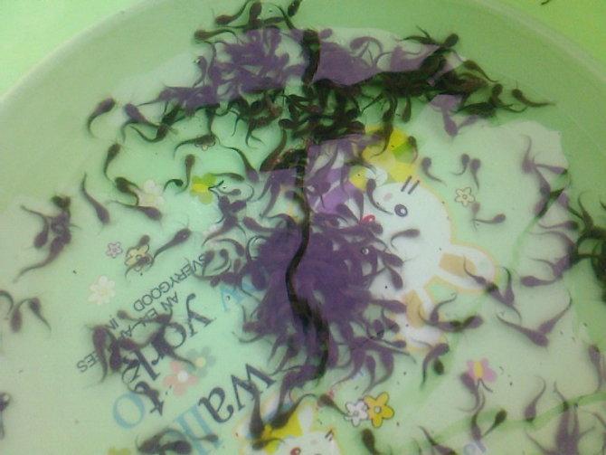供應(yīng)江門市本地塘虱魚苗