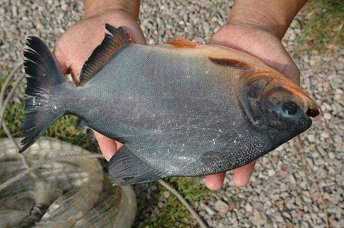 供應(yīng)用于白鯧魚養(yǎng)殖的淡水白鯧魚苗茂名市茂南區(qū)魚苗養(yǎng)殖