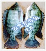 供應(yīng)用于淡水魚苗養(yǎng)殖的廣東茂名市供應(yīng)非洲鯽魚苗