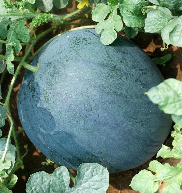 湖北西瓜批發(fā)西瓜價格黑美人圖片