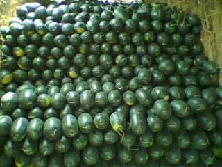 湖北萬(wàn)畝西瓜產(chǎn)地西瓜基地商情