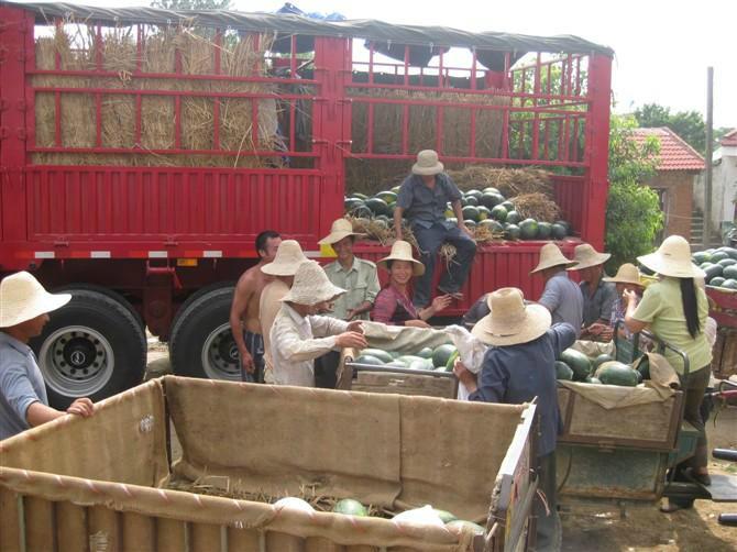 湖北西瓜基地湖北西瓜產(chǎn)地