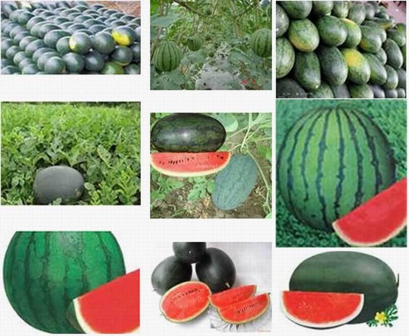 西瓜價格湖北黑美人大上市圖片