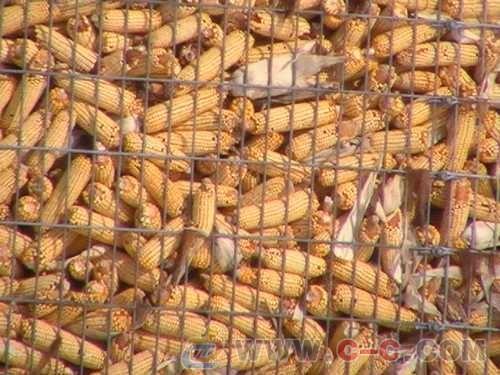 供應(yīng)圈玉米圈電焊網(wǎng)