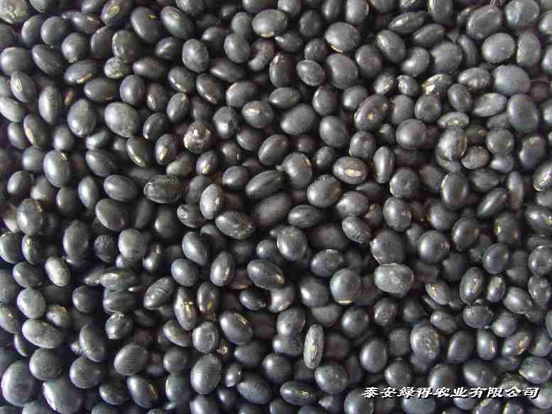 黑大豆價(jià)格黑大豆種子黑大豆種植