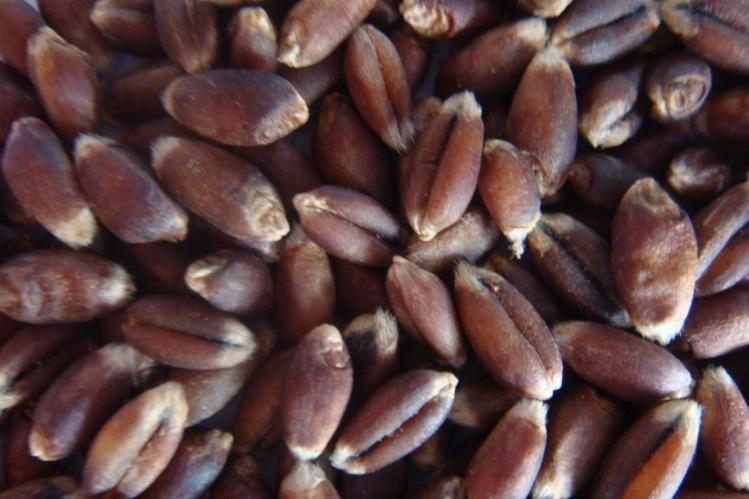 供應(yīng)山東黑雜糧哪家好黑雜糧批發(fā)