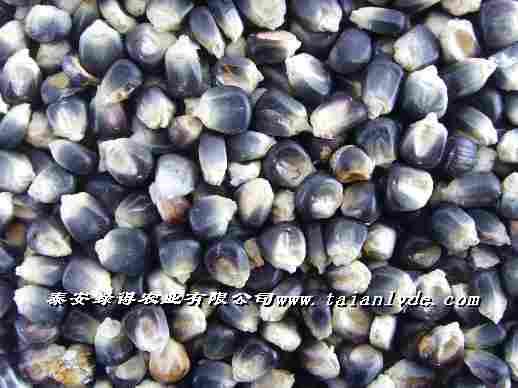 供應(yīng)黑玉米種子種植