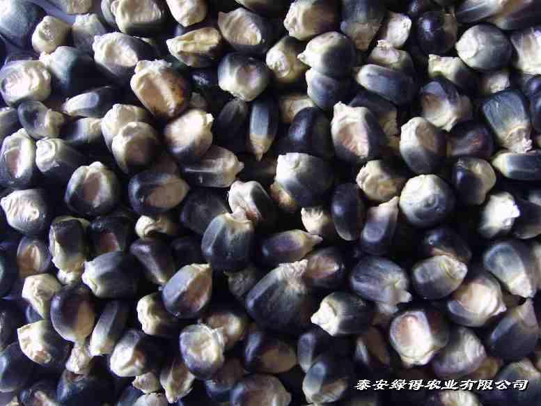 供應(yīng)黑玉米種子種植