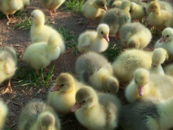 山東東營(yíng)鵝苗-山東東營(yíng)鵝苗價(jià)格-山東鵝苗批發(fā)價(jià)多少-東營(yíng)鵝苗報(bào)價(jià)-山東東營(yíng)鵝苗報(bào)價(jià)