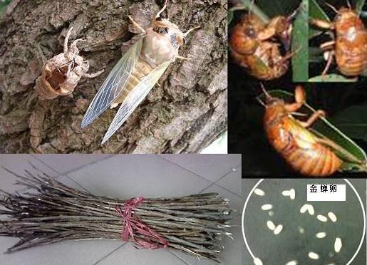 室內(nèi)孵化人工金蟬養(yǎng)殖圖片