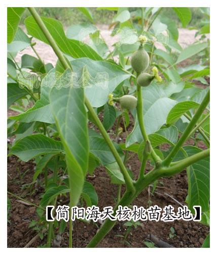 核桃苗的種植前景圖片