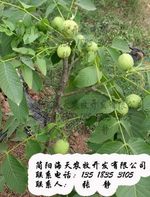 供應南方優(yōu)質嫁接核桃苗品種