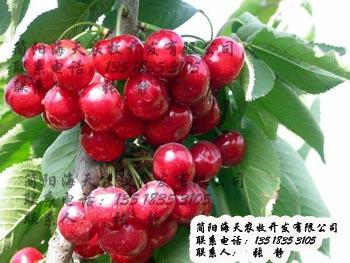 嫁接大果櫻桃苗圖片