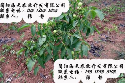供應南方優(yōu)質嫁接核桃苗品種