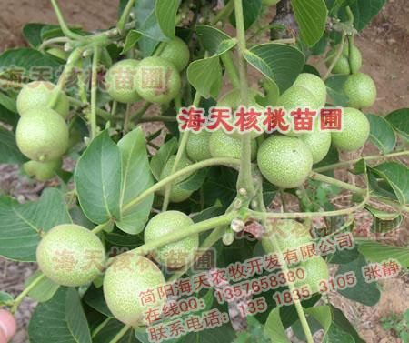 供應(yīng)簡陽海天核桃苗水果苗