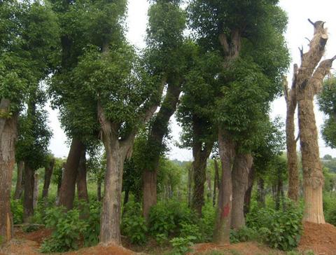 供应：香泡，香橼，香泡树，香泡直销基地