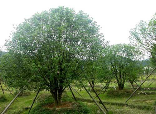 供应：名贵树种-苏北金桂、丹桂、大桂花、小桂花、桂花树图片