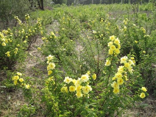 供应：黄刺玫、别名刺玖花、黄刺莓、破皮刺玫、刺玫花