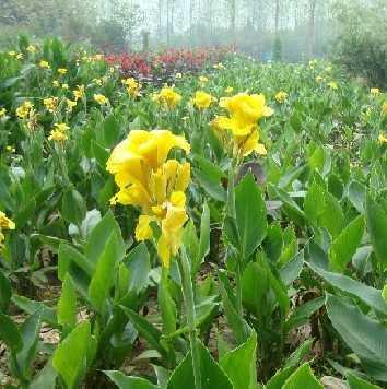 供应：绿化苗木花木-丁香花、郁李、榆叶梅、美人蕉等