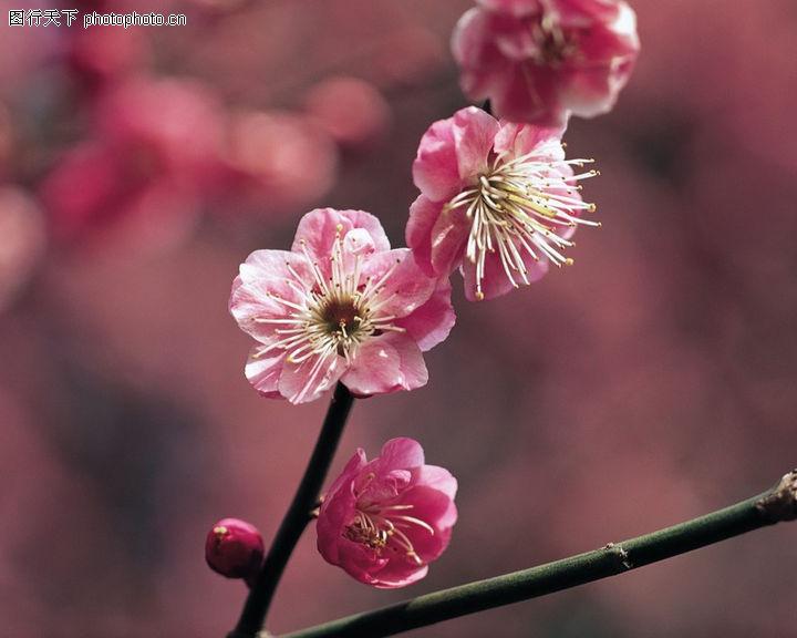 花蕾期枝条干花枝条水培花木枝图片