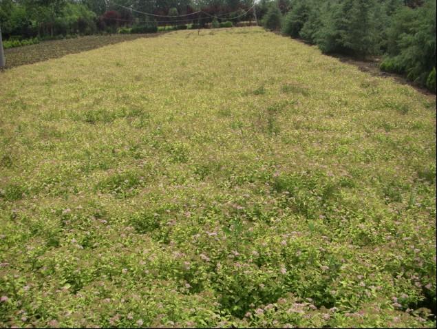 供应：珍珠绣线菊，别名柳叶绣线菊、白花绣线菊、喷雪花图片