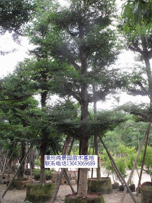 小葉檻仁漳州基地圖片