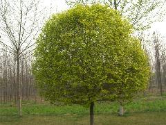 供應(yīng)中華金葉榆價(jià)格中華金葉榆圖片