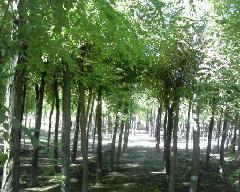 供應(yīng)國槐樹國槐樹價(jià)格