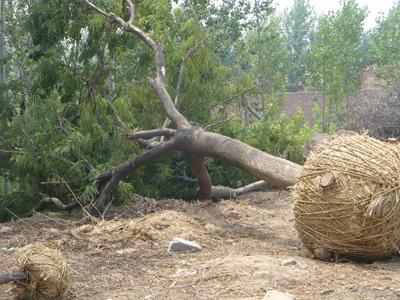 供應(yīng)8公分紅花槐價格/8公分紅花槐供應(yīng)商