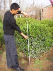 供應(yīng)香花槐樹(shù)價(jià)格