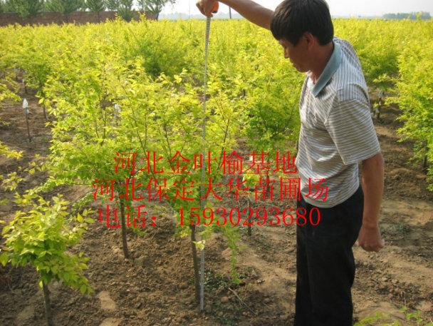 供應(yīng)華北苗木-華北苗圃-華北苗木價格-華北苗木網(wǎng)-華北大喬木