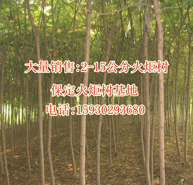 供應(yīng)香花槐樹哪里有香花槐香花槐基地香花槐供應(yīng)商香花槐樹苗價格